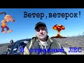 Ветер, ветерок! И странный лес.