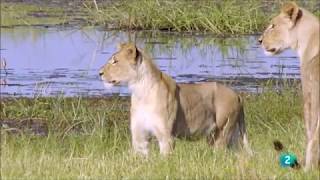 Parque Natural Africa| Documental
