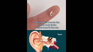 Famous smallest bone in human body #bones  #ytshorts #knowledge #human Net Worth