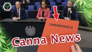 Canna News September 2025 - Deutschland, Schweiz, Google, Thailand, Nielderlande, Südafrika