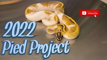 I Need Some Help With My Pied Project!  ||  Blue Line Morphs