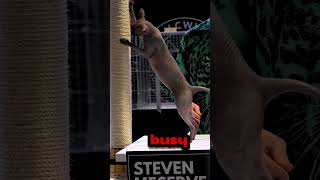 Solid Black Naked Cat