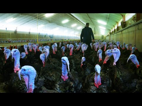 Incredible Poultry Farm Technology Produces Million Turkeys 🍗 - Modern Turkey processing Factory