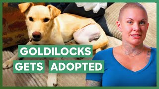 Dog That Was Left To Die Finds Her Forever Home | Amanda To The Rescue