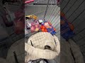 Costco shop with me 🍓🧋✨ #costco #groceryhaul #asmr #vlog #mom #lifestyle