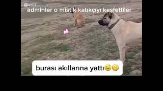 Burası akıllarına yattı