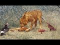 Old Lion Steals from Young Lion that Stole from Vultures that Stole from Eagle