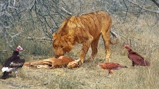 Old Lion Steals from Young Lion that Stole from Vultures that Stole from Eagle by Latest Sightings 186,270 views 6 months ago 2 minutes, 56 seconds
