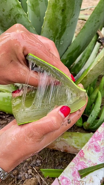 How Aloe Vera Gel is Made
