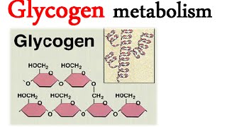 Glycogen metabolism