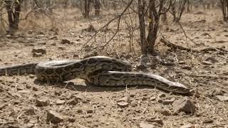 Giant African Rock Python Spotted in the Wild! 🐍😱#fyp #viral #explore 