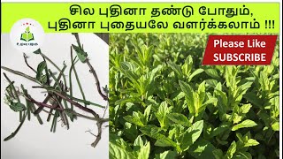 புதினா செடி வளர்ப்பது எப்படி-Pudina chedi Valarpathu Eppadi in Tamil, Grow mint # Ulavu Palagu