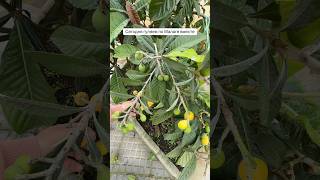 Как думаете, срывать фрукты на улице — стрем или норм? #travel #жизньвдвижении