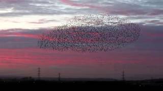 Starling murmuration against a blood red sunset in 4K