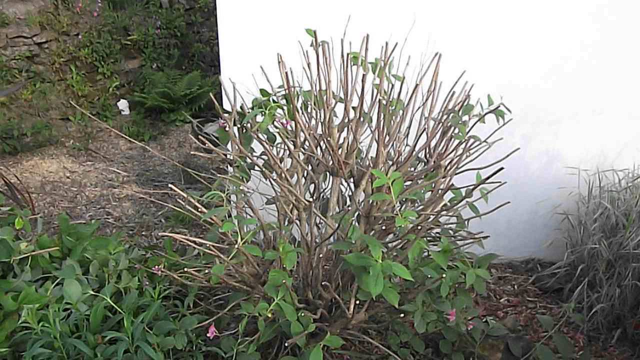 Weigelia Pruned Mid Summer 06jun2017 As Experiment To See If It Weigelia Pruned Mid Summer 06jun2017
