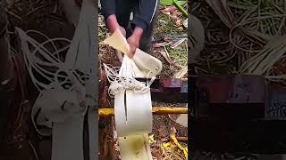 Teknik Sederhana Membuat Serat Dari Pelepah Pisang