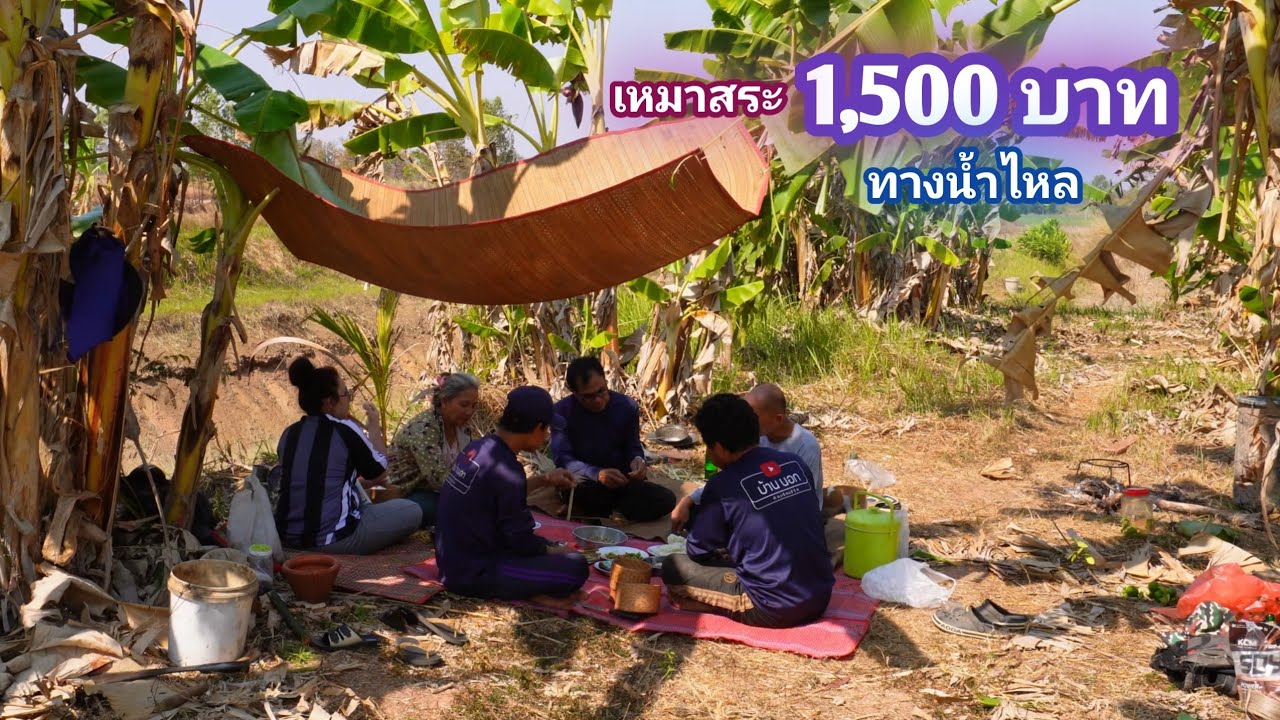 เหมาสระ 1,500 บาท สระนี้น้ำไหลผ่านตลอดทั้งปี ใครๆก็คิดว่าไม่มีปลา / บ้านนอก EP.870