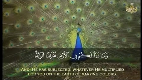 اجمل ما تيسر من سورة النحل لفضيلة الشيخ عبد الباسط عبد الصمد تلأوةخاشعة ❤