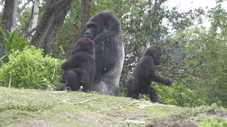 Gino the Alpha Silverback Gorilla playing with his offspring Grace and Ada