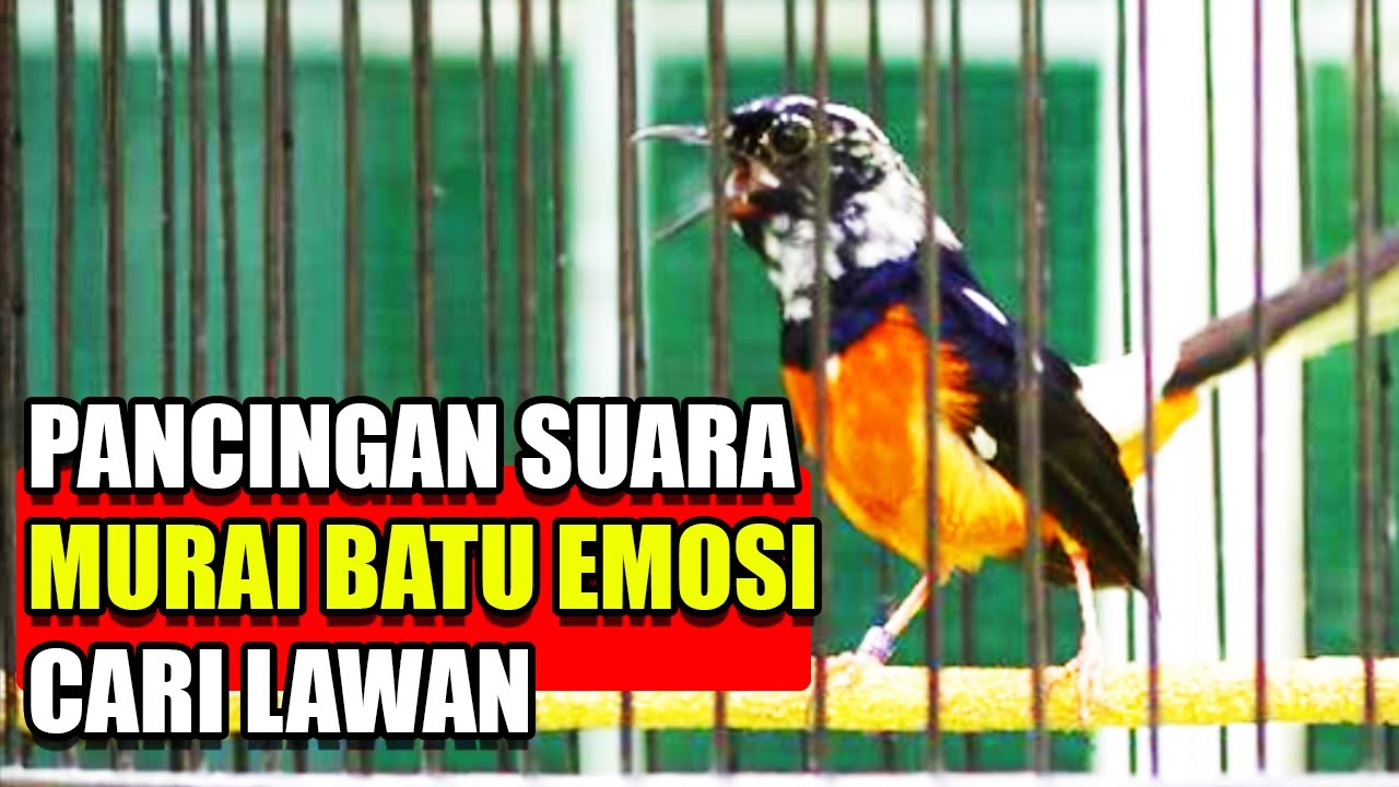 BLOROK RUMPED SHAMA SOUND