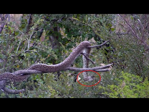 PYTHON KILLS BIRD! Watch it constrict and swallow!