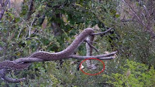 Python Kills Bird Watch It Constrict And Swallow