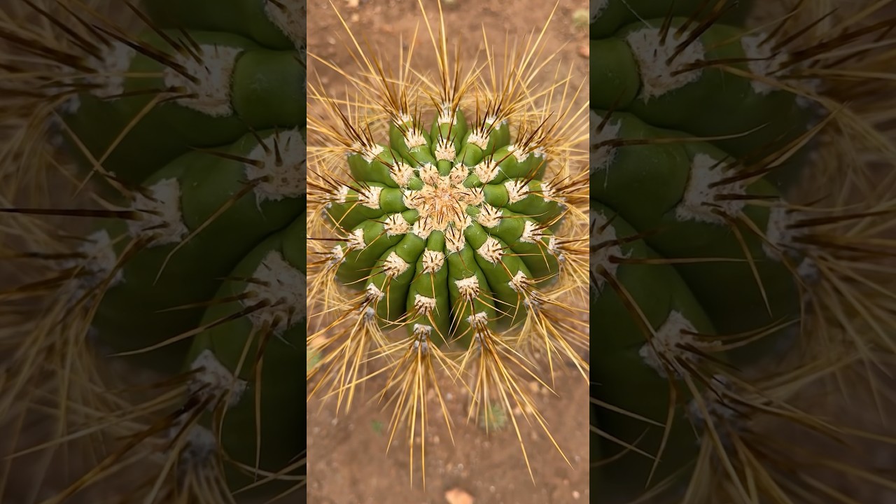 California grown. Naturally stunning. 🌞🌵