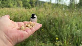 Hand-feeding Birds in Slow Mo - Black-capped Chickadee, White-breasted Nuthatch