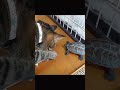 スケボー乗ってみる?【Turtle lends a skateboard to a cat】