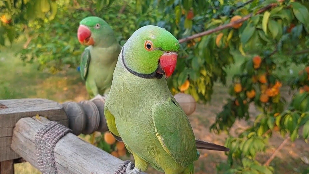 Happy Parrot Sounds Funny Talking Parrot Sounds YouTube