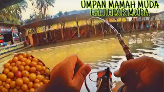 Pelet telor muda Tanpa Essen murah meriah Barokah