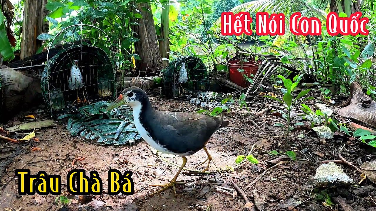Con Chim Quốc Bổi Trâu Hết Nói Nó Khủng | Đam Mê Săn Bắt