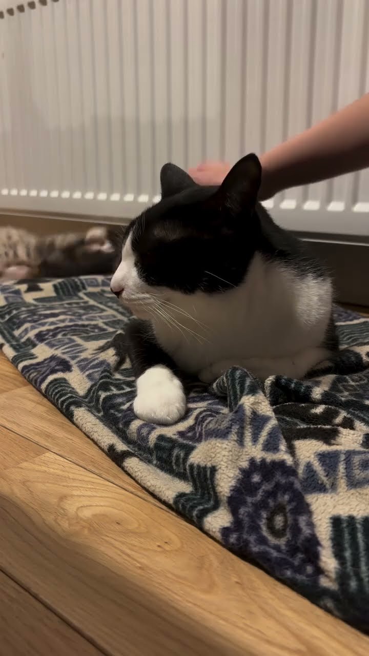 Top des vidéos très mignon les chat