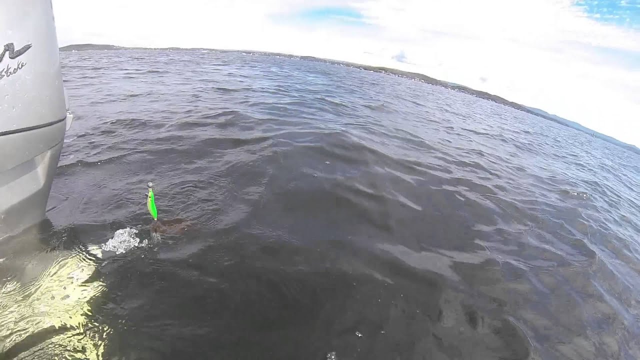 Squid Lake Macquarie YouTube