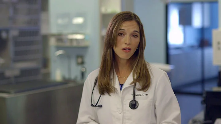 What is Feline Herpes Virus?