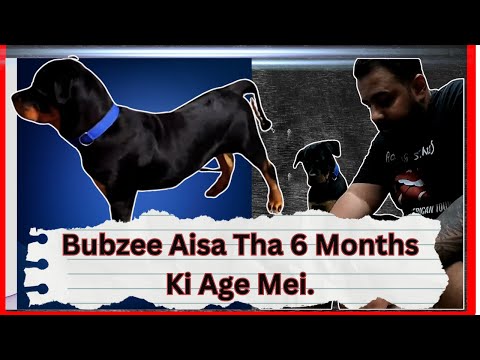 Bubzee Aisa Kyu Bangaya. Story Of Bubzee 3 Years Back, How He Was ?