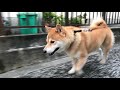 富田林市寺内町 まるさんぽ