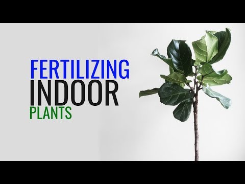 Video: Fertika: Fertika-Lux Fertilizer For Indoor Plants And Fertika Autumn, YaraMila Universal And Other Types, Instructions For Their Use, Reviews