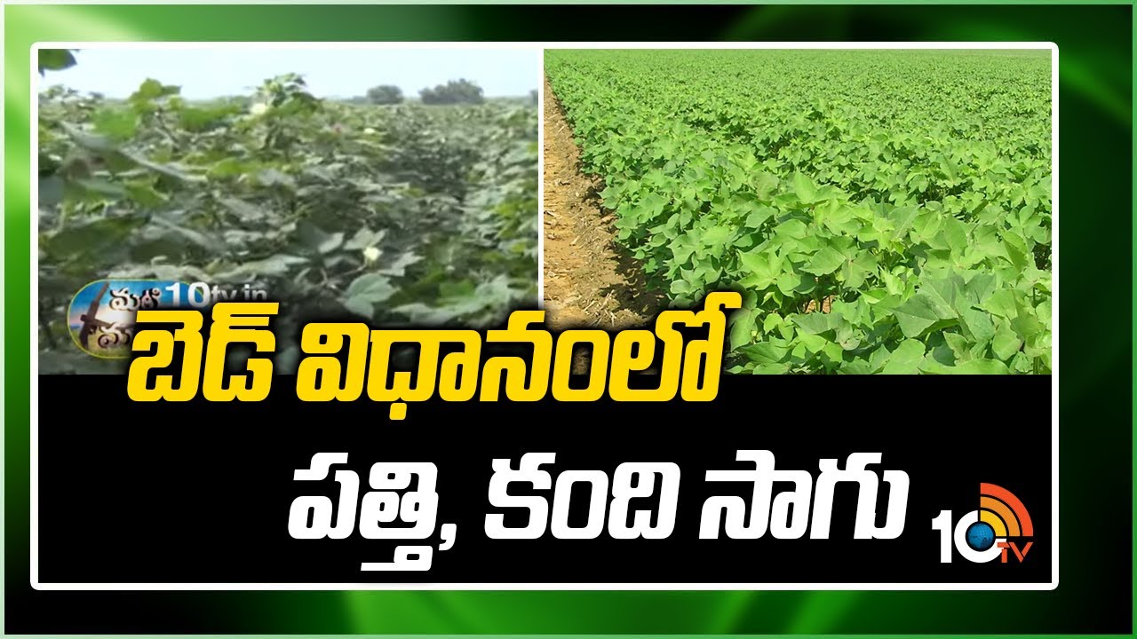 బెడ్ విధానంలో పత్తి, కంది సాగు | Cultivation of cotton and Kandi | Matti Manishi | 10TV