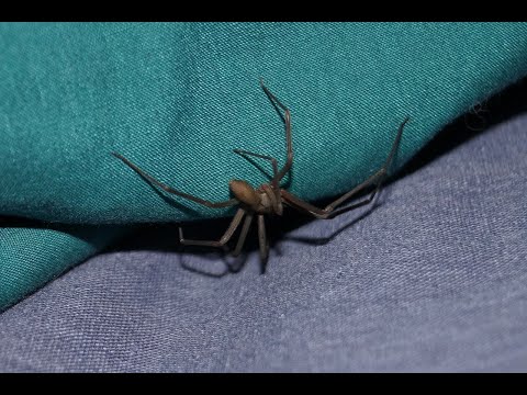 Vidéo: Intoxication Par Morsure D'araignée Brune Recluse Chez Les Chats
