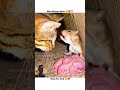 Maa toh Maa Hoti Hai 🥺💯❤️‍🩹 #cat #tiktok #animallife #tiktokvideos #viralreels #catworld #explore