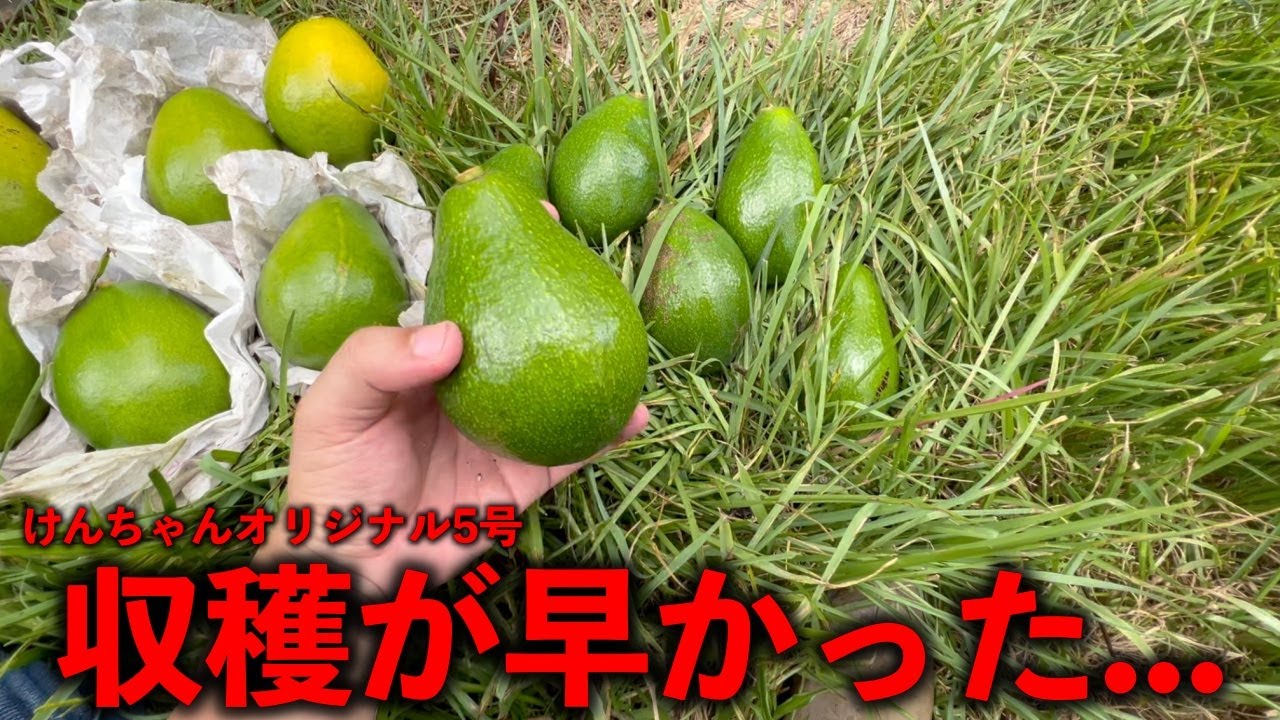 It is difficult to breed avocados. . . . Ken-chan's original food