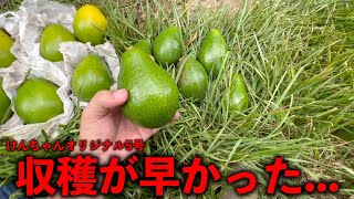 It is difficult to breed avocados. . . . Ken-chan's original food