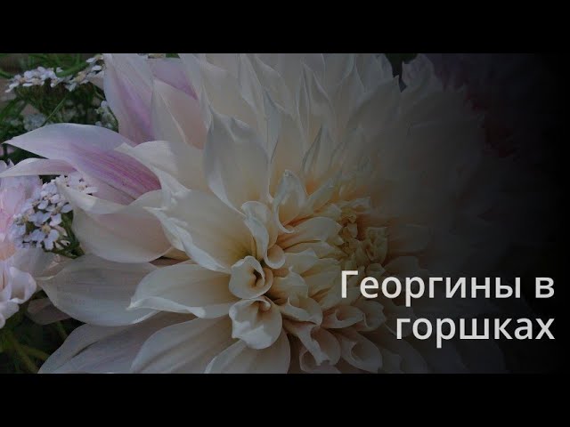 Как вырастить георгины в горшке