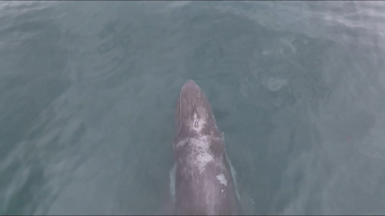 20251117Mn Entanglement Response