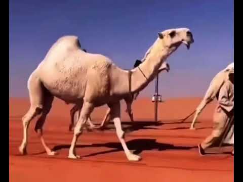 النايله فرديه العمور الدوسري