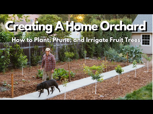 How To Plant, Prune, And Irrigate Fruit Trees Everything You Need To Know -  Youtube