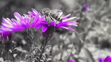 الحزب 21 من سورة التوبة( من الآية 93 إلى الآية 101) برواية الإمام ورش عن نافع @