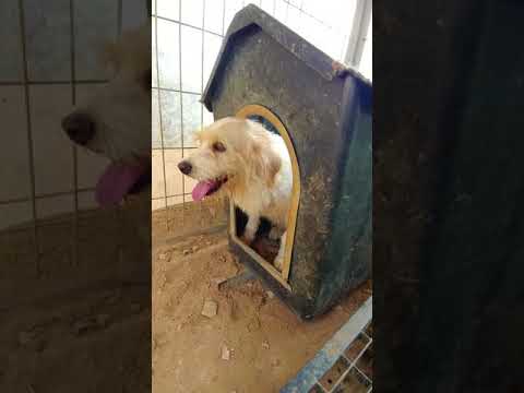 korean bbq near me Samuel