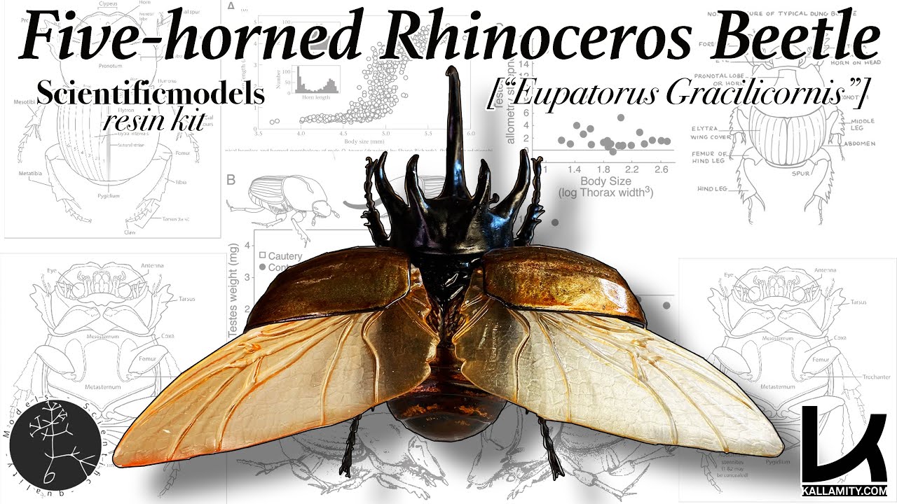 "Five-horned Rhinoceros Beetle" model kit-FULL PROCESS